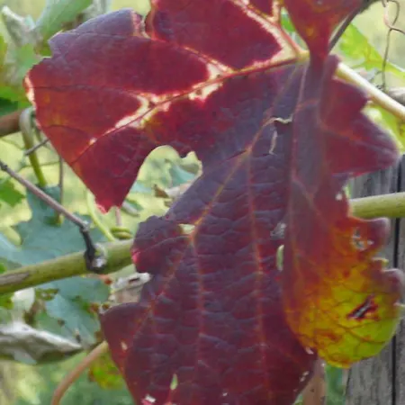 Cascina Cologna Panzió 3*