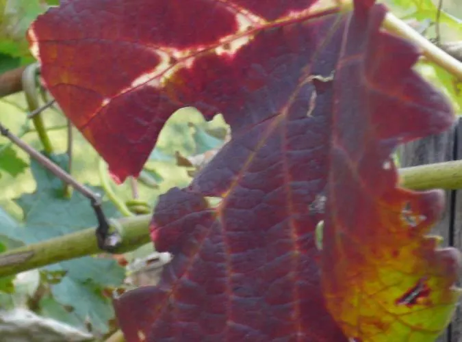 Cascina Cologna Bed & Breakfast 3*