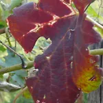 Cascina Cologna לינה וארוחת בוקר 3*